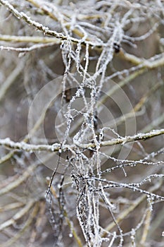 Frozen Twigs Bunched Together In Frost