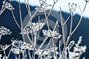 Frozen umbel plants photo