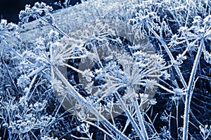 Frozen umbel plants with ice crystals photo