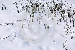 Frozen vegetation in the field in winter. Sad depressive landscape. Space for text