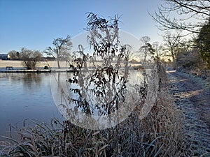 Frozen vegetation next to a lake