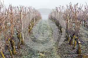 A frozen vine in winter in France
