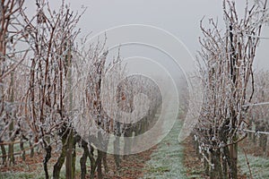 Frozen vineyard