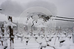 Frozen vineyard on a snowy day in winter. Vineyard covered with snow. Germany, Bavaria, Franconia, Wuerzburg. Copy Space photo