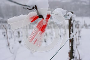 Frozen vineyard on a snowy day in winter. Vineyard covered with snow. Red Marking ribbon hanging on the grape trellis wire. photo