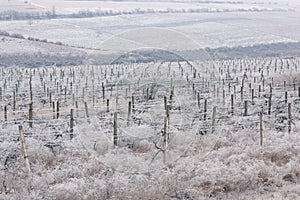 Congelato vigneti linee inverno. moldavia 