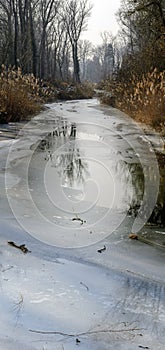 Frozen water course in a riparian forest