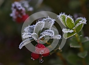 Frozen water crystals early morning photo