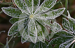 Frozen water crystals early morning photo