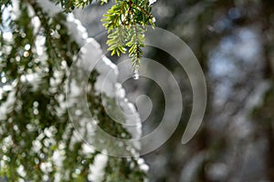 Frozen water droplet on a fir bough laiden with snow