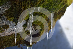 Frozen water drops. Macro with icicles hanging on rock with moss. Location: Rascafria, Madrid, Spain