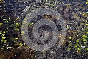 Frozen water with embedded plants and air bubbles winter details