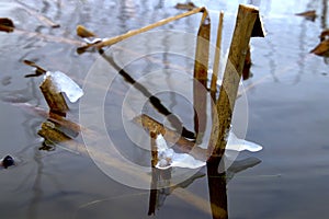 Frozen water formations on the reeds on a day in January