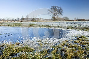 Frozen water and grassy meadow, lonely tree and blue sky