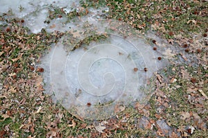 Frozen water or ice with leaves and grass