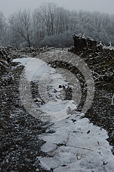 Frozen water in a lane after agricultural mechanism or vehicle on field during winter season, frozen naked trees in background.