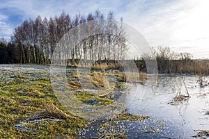 Frozen water next to the field and birch grove