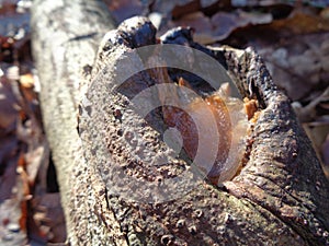 Frozen water on a tree brache
