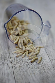 Waxworms in a measuring cup