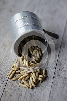 Waxworms in a measuring cup