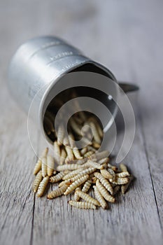 Waxworms in a measuring cup