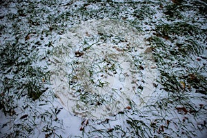 Frozen weed snow cowered