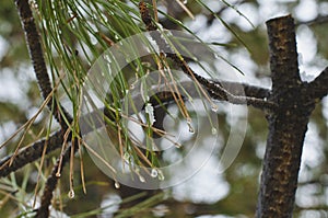 The frozen wet pine tree twigs