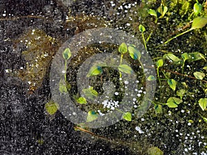 Frozen water with plants and air bubbles topview photo