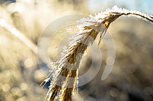 Frozen wheat grown with ice crystals