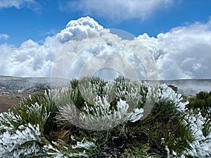 Frozen white-flowered broom or Retama del Teide plant on a cold day in Teide National Park