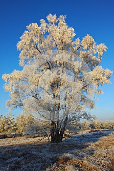 Frozen White Tree in the morning