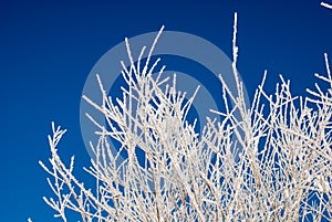 Frozen White Tree Twigs Against Blue Skye