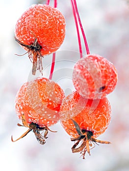 Frozen wild apples covered with hoarfrost