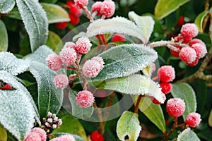 Frozen Wild Berries