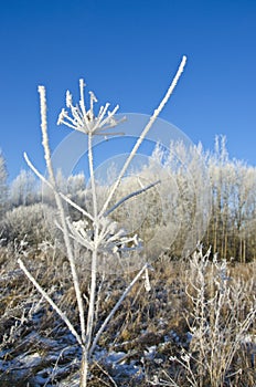 Frozen wild plant covered hoarfrost rime