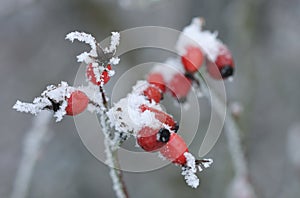 Frozen wild rose hips in with hoar frost