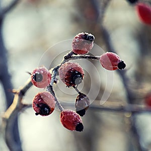 Frozen wild rose hips from sweet briar covered with ice crystals