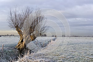 The frozen Willow