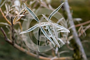 Frozen willow leaves. Natural autumn or winter