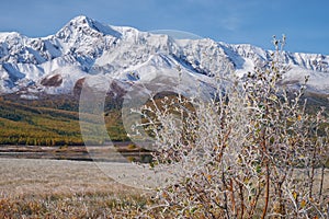 Frozen willow leaves under hoarfrost. North Chuiskiy Ridge snow mountains is on background