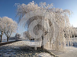 Frozen willow tree in winter