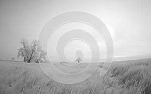 Frozen Wind Swept Fields and Trees in Colorado Winter