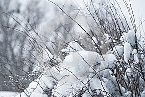 Frozen winter branches of bald tree with foggy winter landscape background.Winter Background with snow branches tree leaves .