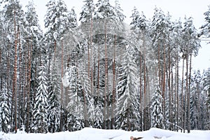Frozen winter forest