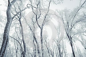 Frozen winter forest on the sky