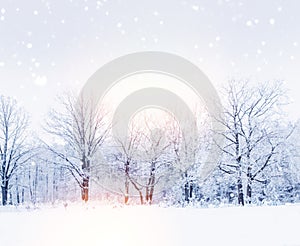 Frozen winter forest with snow covered trees