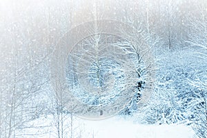 Frozen winter forest with snow covered trees