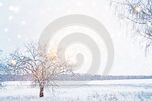 Frozen winter forest with snow covered trees