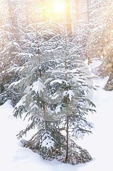 Frozen winter forest with snow covered trees. outdoor