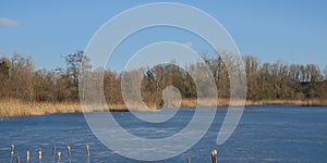 frozen winter marsh with golden reed bare trees in the flemish countryside